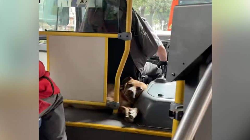 A Bus Driver’s Loyal Dog Turns an Ordinary Ride into Something Beautiful