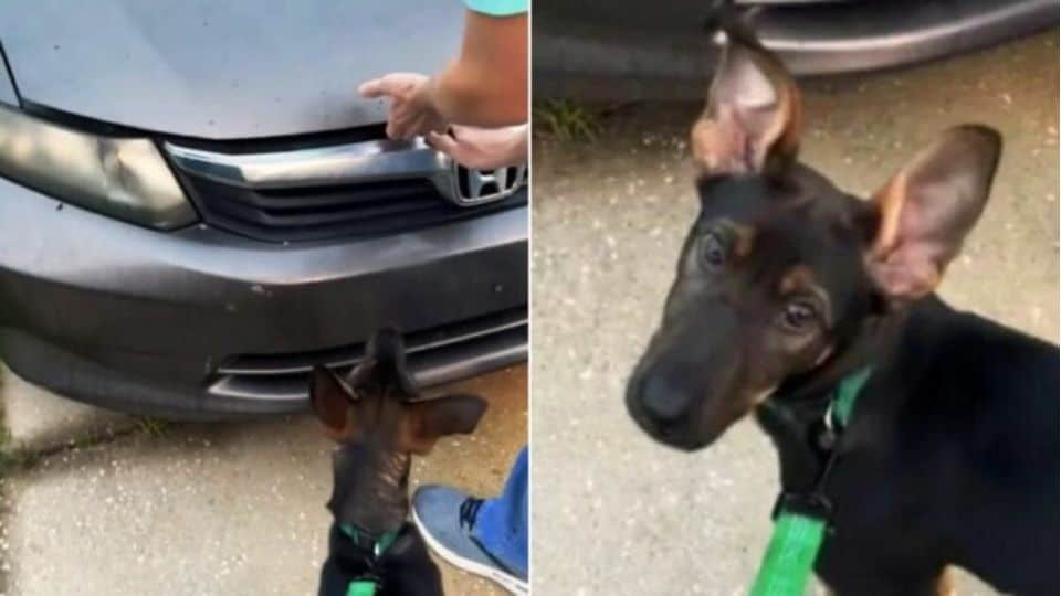 Alabama Owner Thought Her Dog Was Just Whining Until She Found Out What Was Hiding Inside the Car