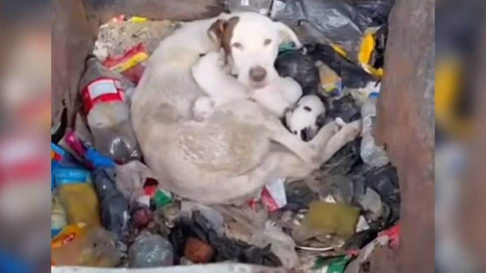 Mother Dog Found Protecting Newborn Puppies in Dumpster After Being Thrown Away