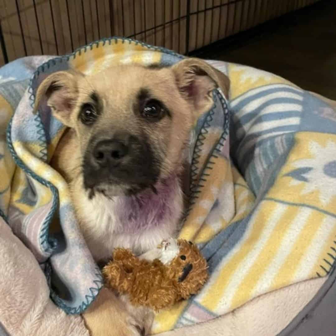 Benny’s Miraculous Journey: From Paralyzed to Playful!