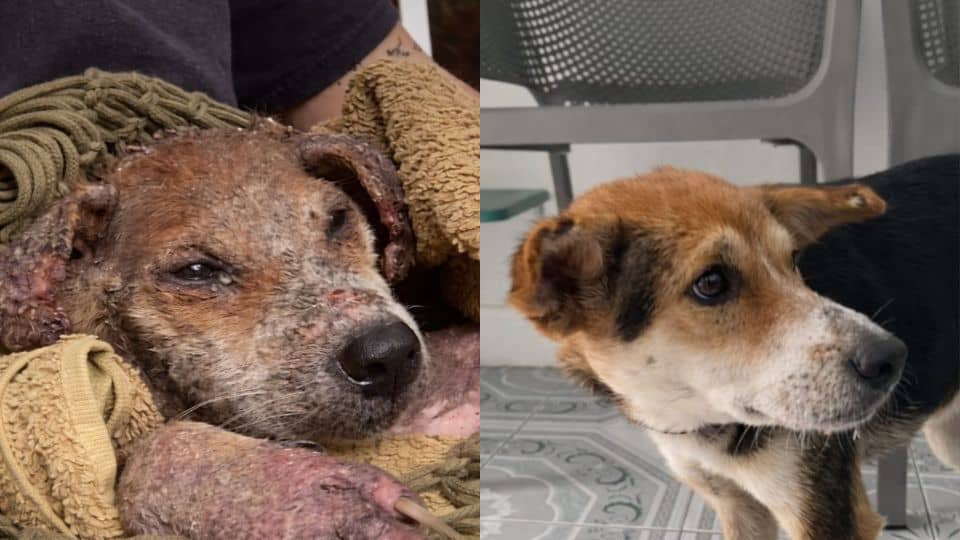 Scared Hairless Stray Dog Finally Finds Love After A Painful Life On The Streets