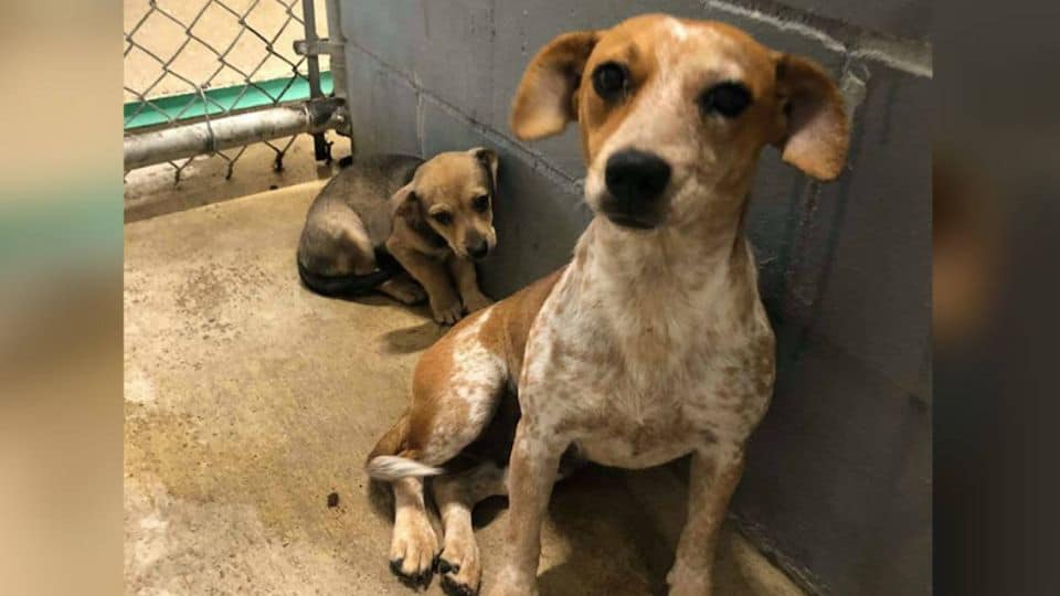 Mother Dog Clings to Her Puppy in Texas Shelter Until a Stranger Changes Their Fate
