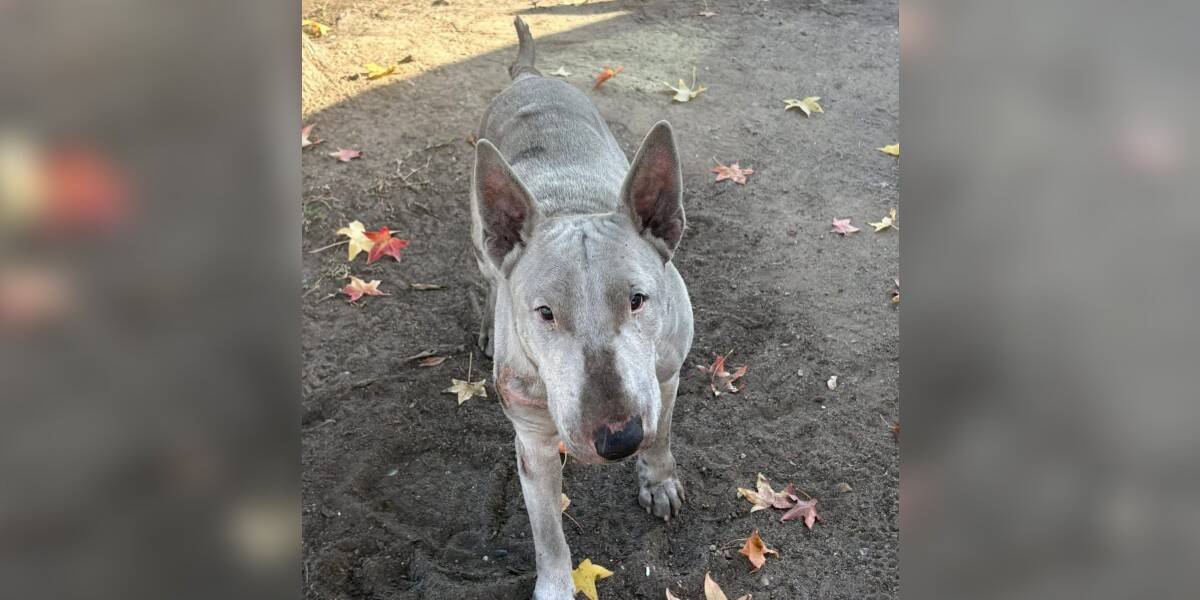 Invisible Dog Walked The Same Street Covered In Motor Oil For A Year