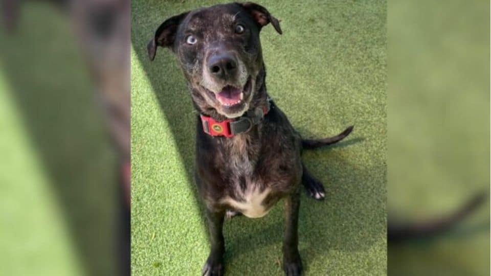 Dog Returns to Georgia Shelter After a Day Out and Her Heartbreaking Reaction Leaves Everyone in Tears