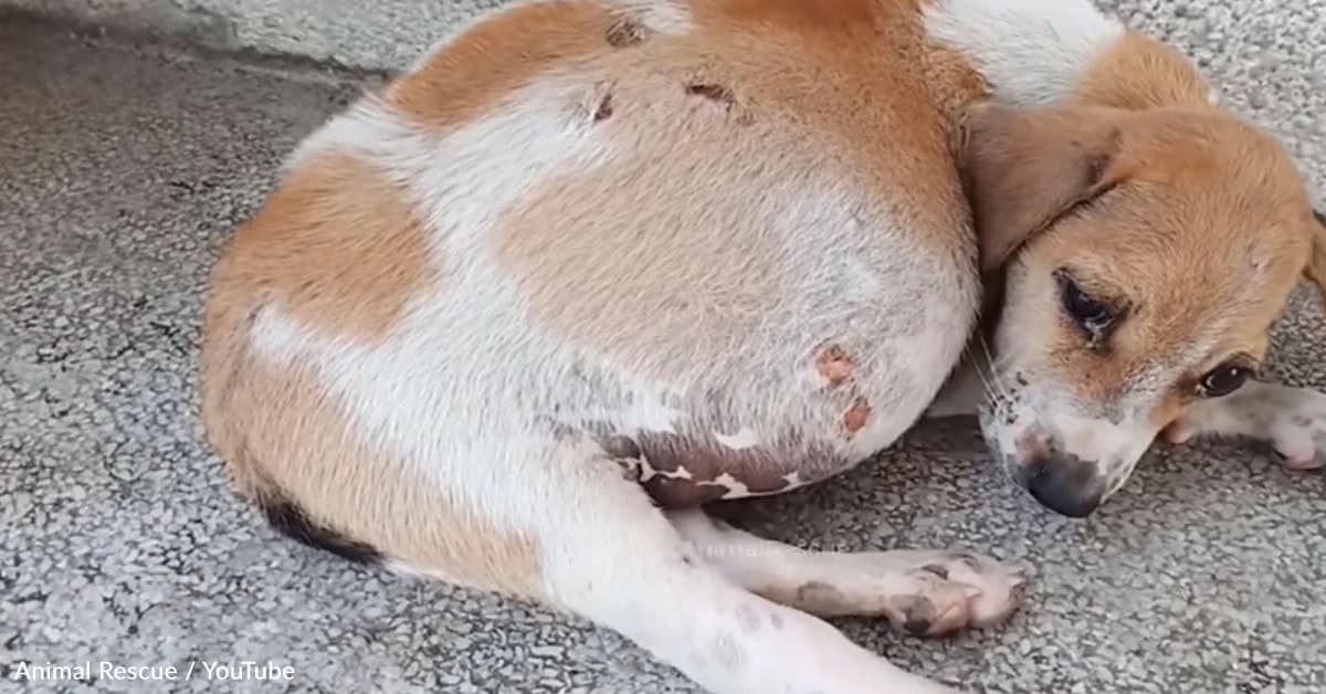 Puppy Bean Was Left In A Box With A Swollen Belly And Broken Hope