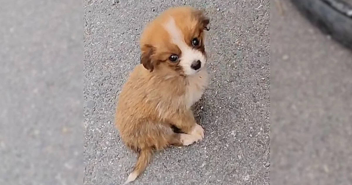 A Cyclist Rescued A Hungry Stray Puppy On His Trail