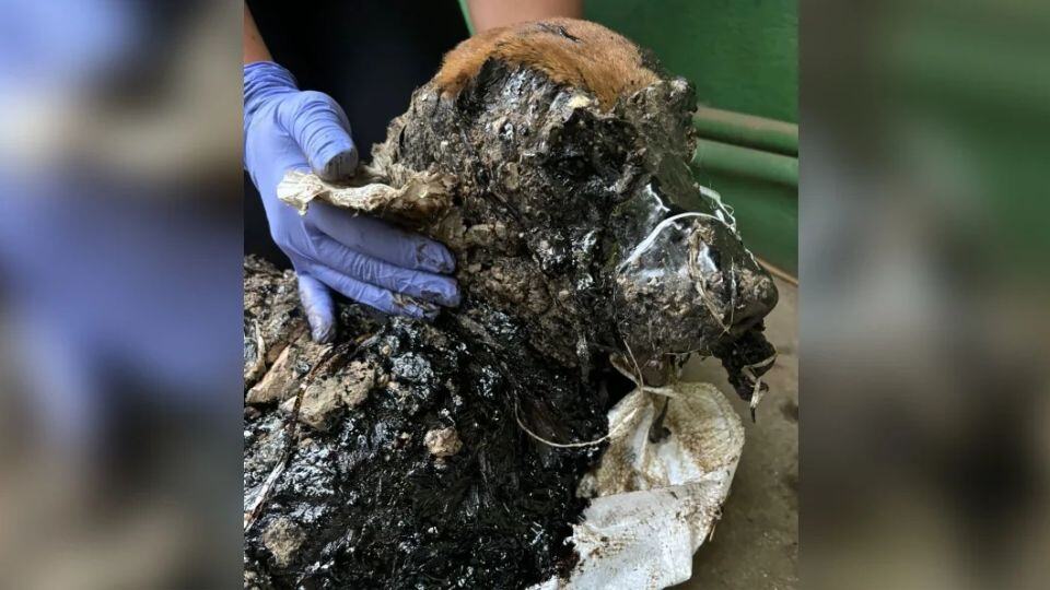 A Terrified Dog Covered in Tar Finally Felt Gentle Hands and Soft Voices