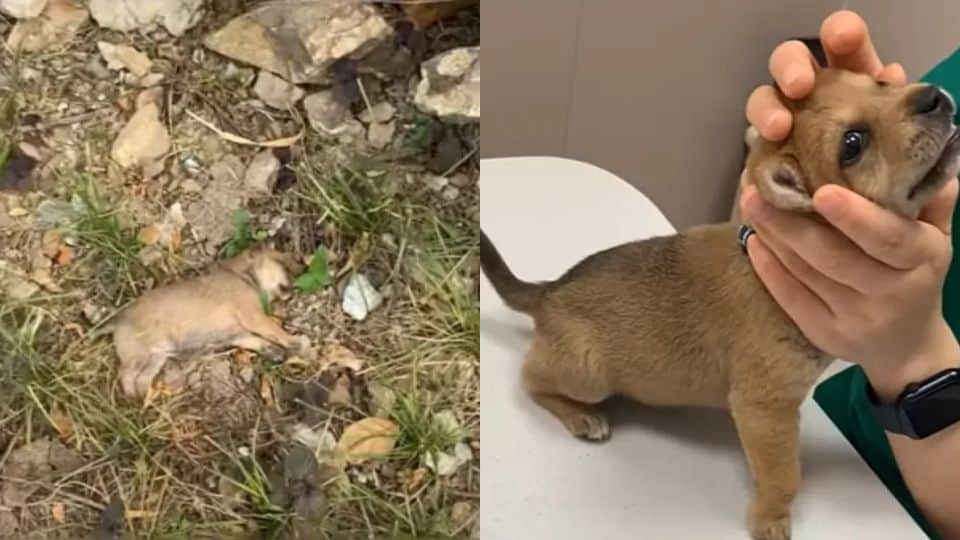 Abandoned on the Roadside, This Tiny Pup’s Story Ends in Love and Laughter