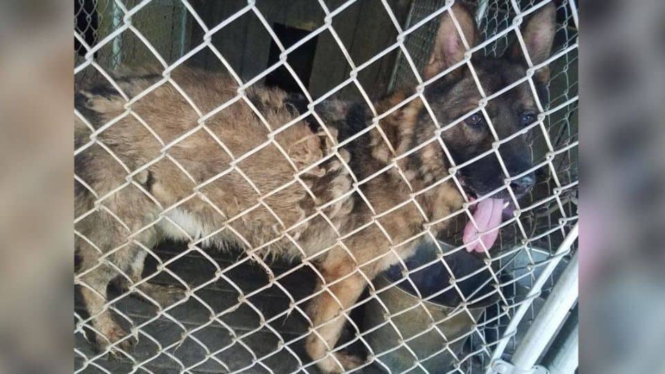 Rescuers Save Retired Service Dog Caesar After Years Of Neglect