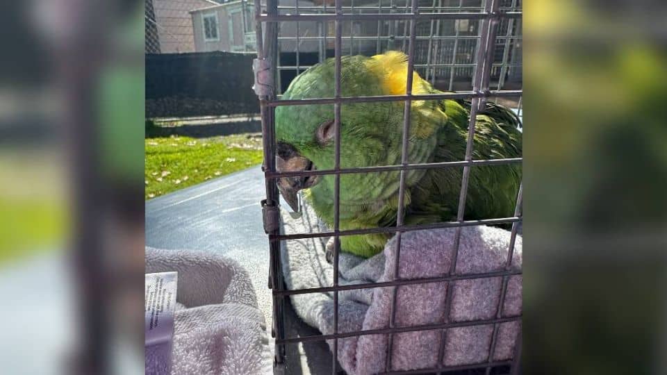 Rescued Senior Parrot Discovers Love and Safety After Weeks Alone