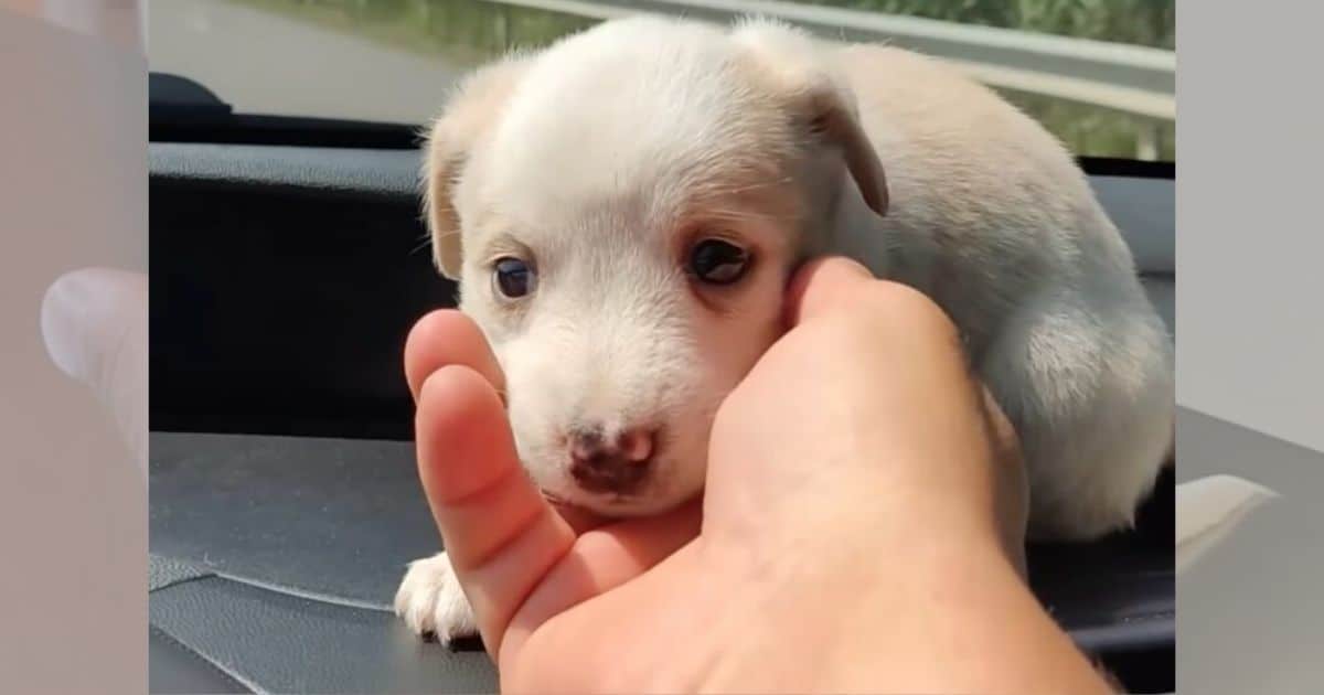Tiny Puppy Left Behind in Remote Village Becomes The Fluffiest Boi After Rescue