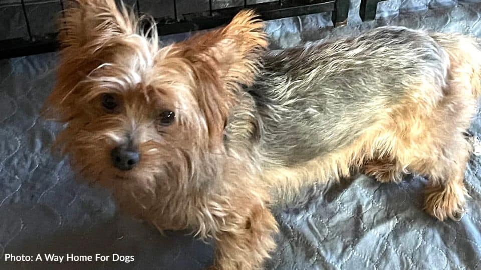 Chewy The Tiny Puppy Who Gave Everything While His Heart Was Failing