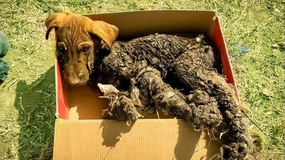 How One Puppy Survived Six Days of Agony And Found Hope In A Forever Home