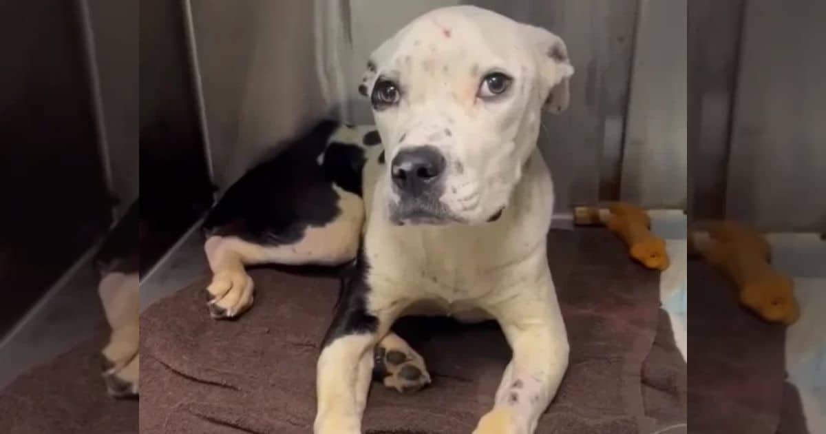 Resilient Pit Bull Overcomes Brutal Hit-and-Run, Seeks Loving Forever Home