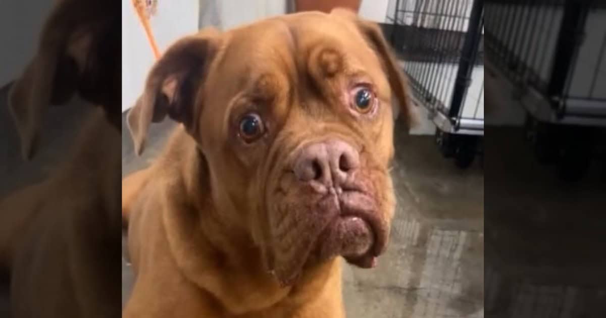 Shelter Workers Got Angry Seeing A Family Abandoned This Sad Dog After 7 Years of Love
