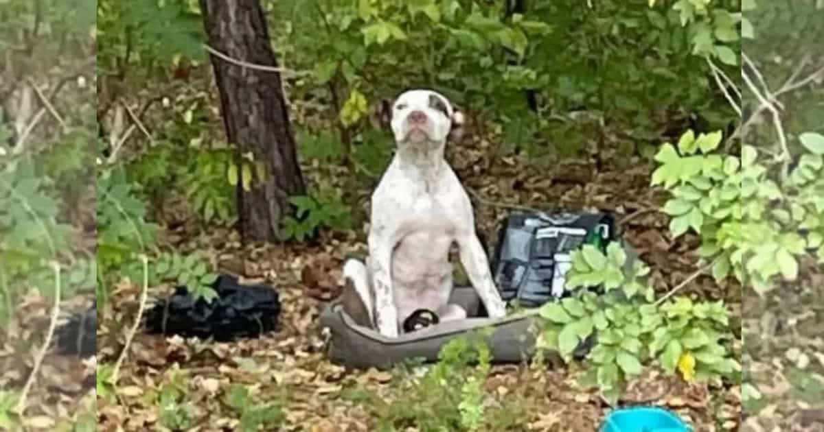 Trembling Pup Abandoned In The Woods With A Broken Leg For Weeks Cried Out For Help