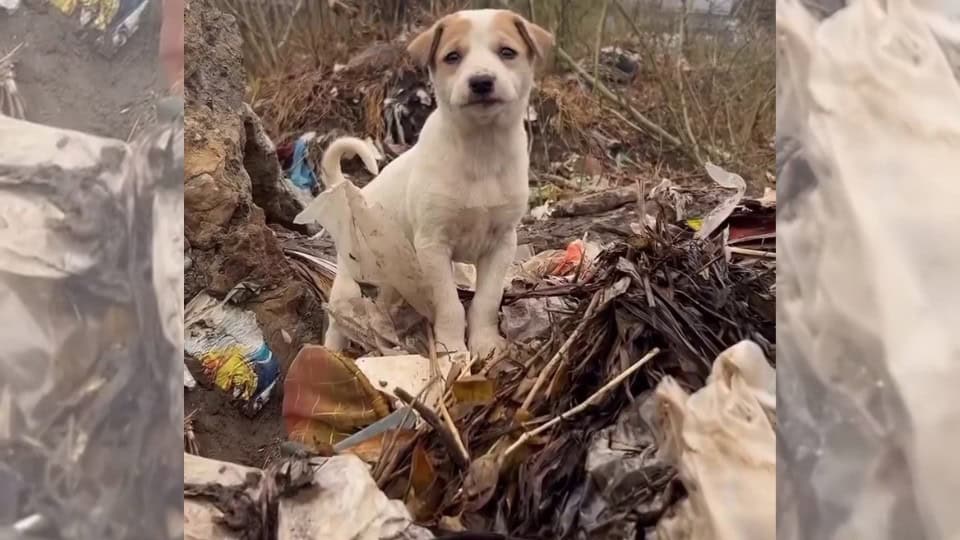 A Shattered Heart Finds Comfort After Life on the Streets