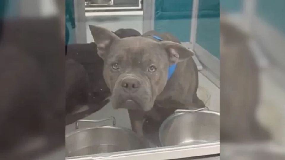 Forgotten Shelter Dog Was Hours From Euthanasia—Until One Family Stepped In