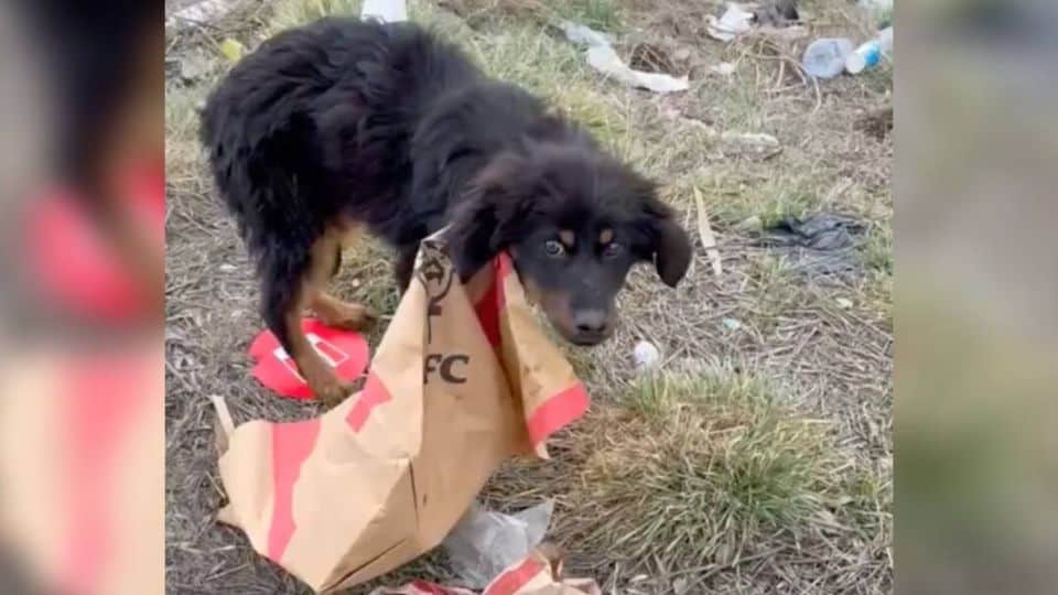 How a Flat Tire Led to the Rescue of an Abandoned Dog in Bulgaria
