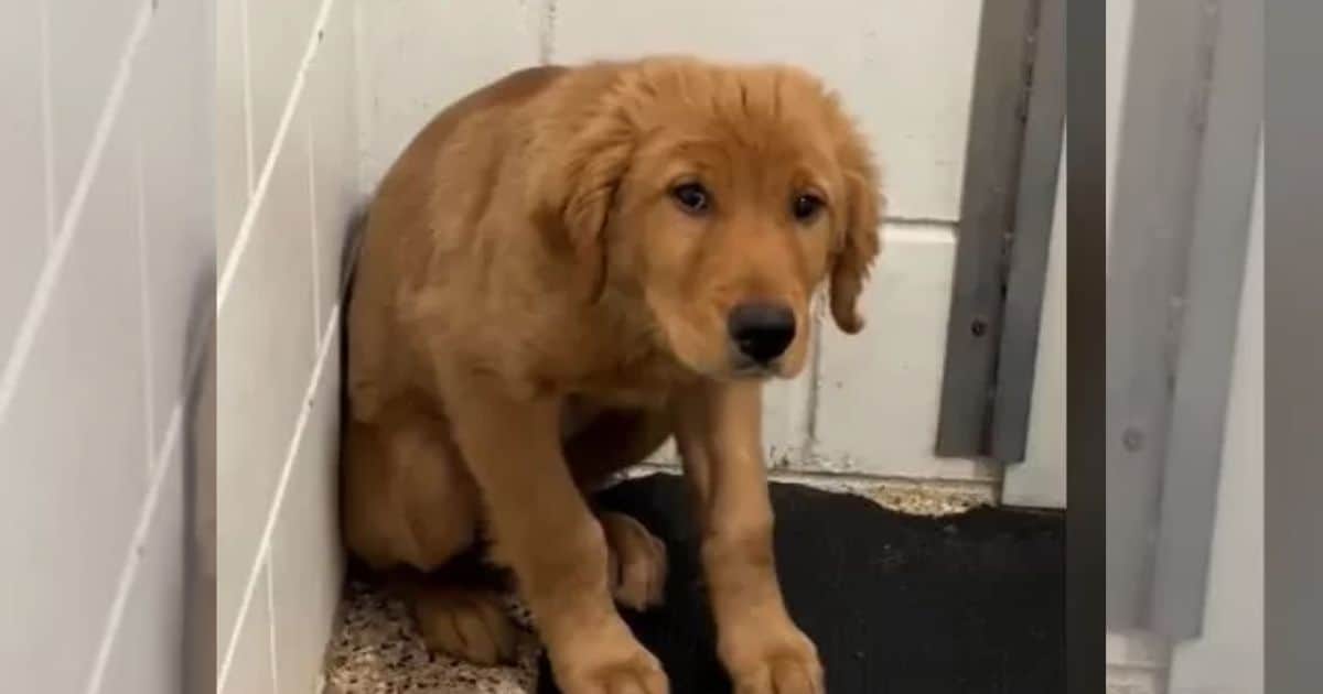 A Dog’s Heartwarming Journey Ends with the Family He Has Always Needed