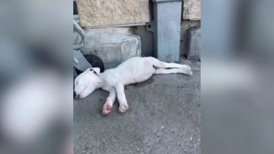 Pup Kept Returning To Shelter Gate Until The Family He Dreamed Of Came For Him