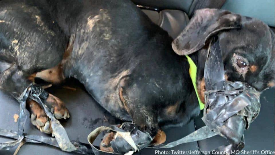 Little Dachshund Found Taped And Left To Freeze In Missouri Ditch