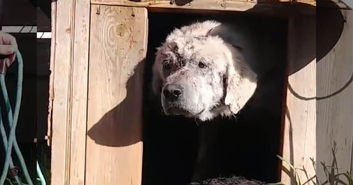 Lonely Injured Dog Left Alone in Doghouse Yearns for a Loving Home
