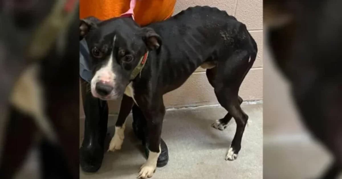 Abandoned Pit Bull Finds His Forever Family After Being Returned to Shelter For The Third Time
