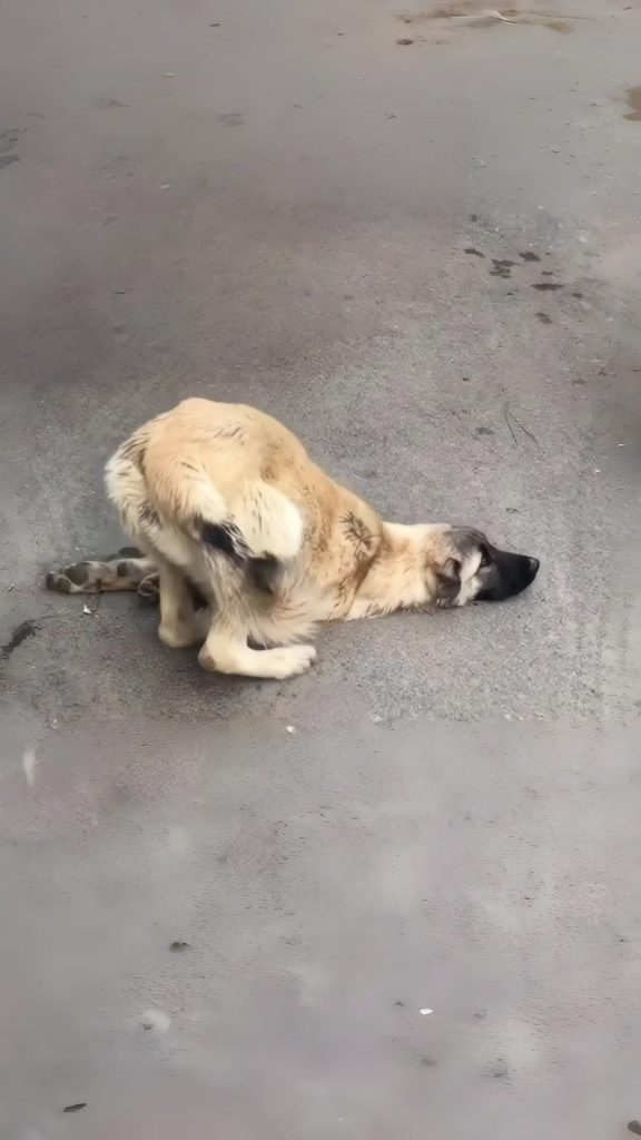 He Lay There Every Day — Until One Woman Refused to Walk Past