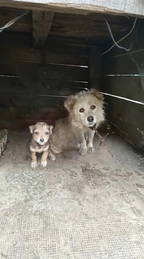 She Kept Crossing the Same Road — Because Her Puppies Needed Help