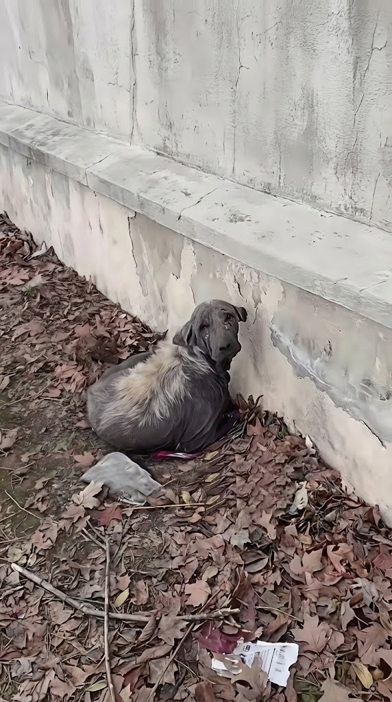 She Was Found Sealed Inside a Bag on the Roadside — Until One Officer Whispered, “You’re Safe Now”