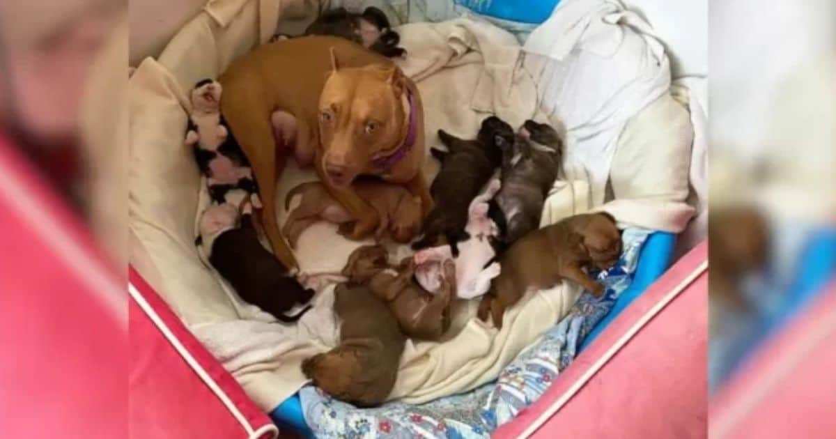 Sweet Mama Dog Finds Love and Confidence with the Help of Foster Puppies