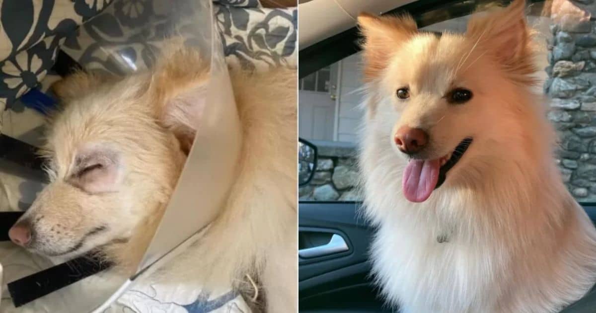 Rescue Pup’s Incredible Reaction When He Can Finally See the World Clearly for the First Time