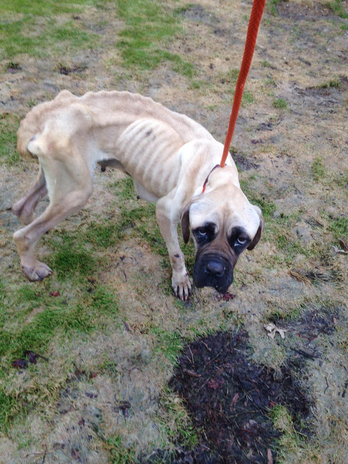 The Skeleton Dog Who Rose From Maryland’s Roadside With Love Still in Her Heart