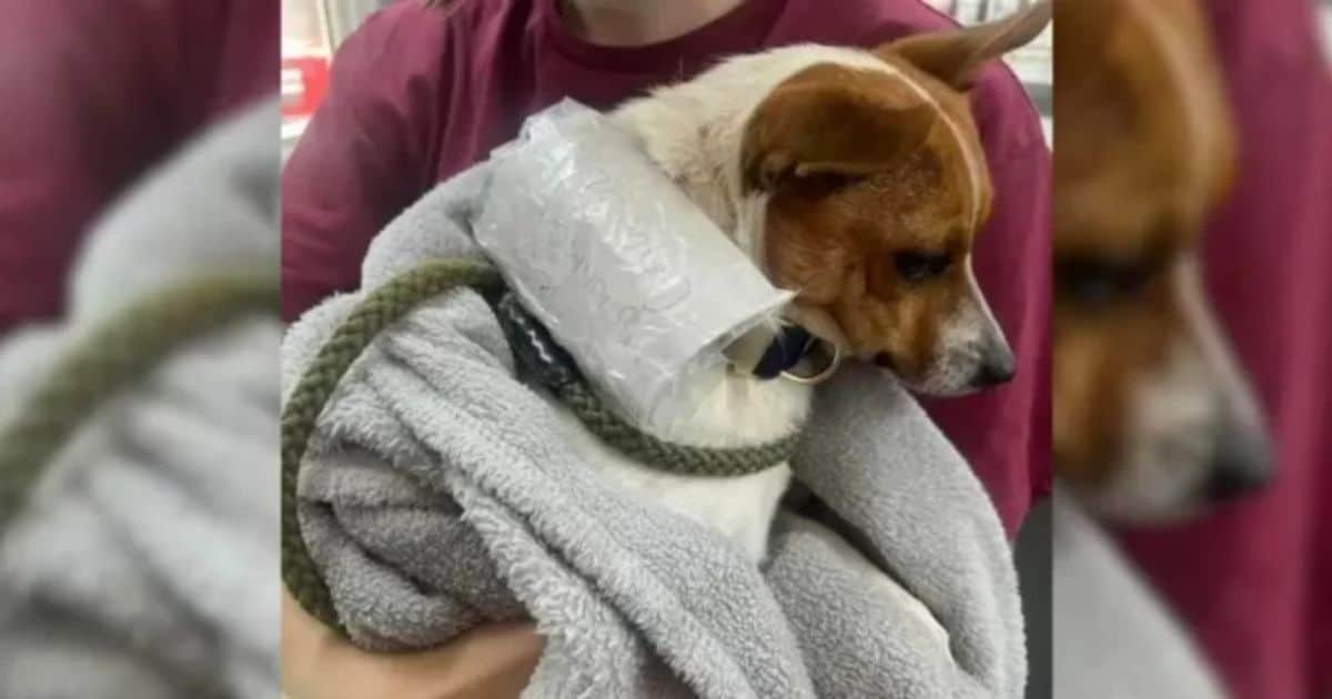 Cyclists Find Heartbreaking Note on Dog’s Collar After Rescuing Him from the Streets