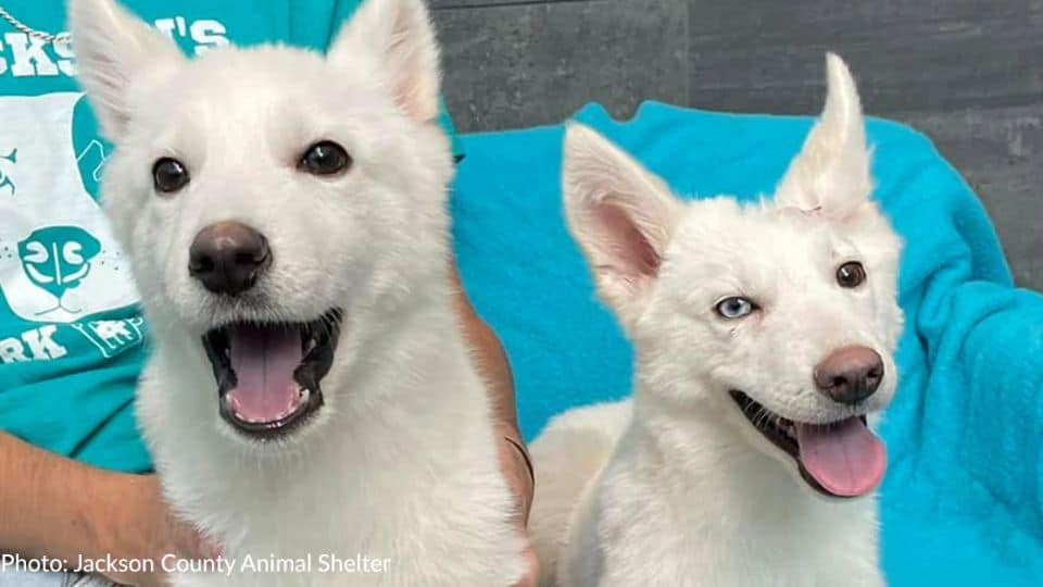 Two Tiny Puppies Were Thrown Away But Refused To Let Go Of Each Other