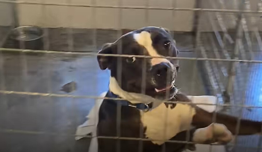 The Pit Bull Who Thought He Was Just Visiting Until Love Changed Everything