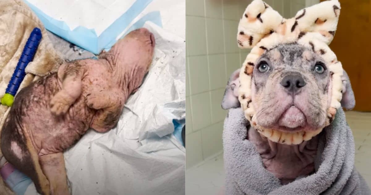 Everyone Thought She Was A Puppy, Until Her Hidden Story Unveiled