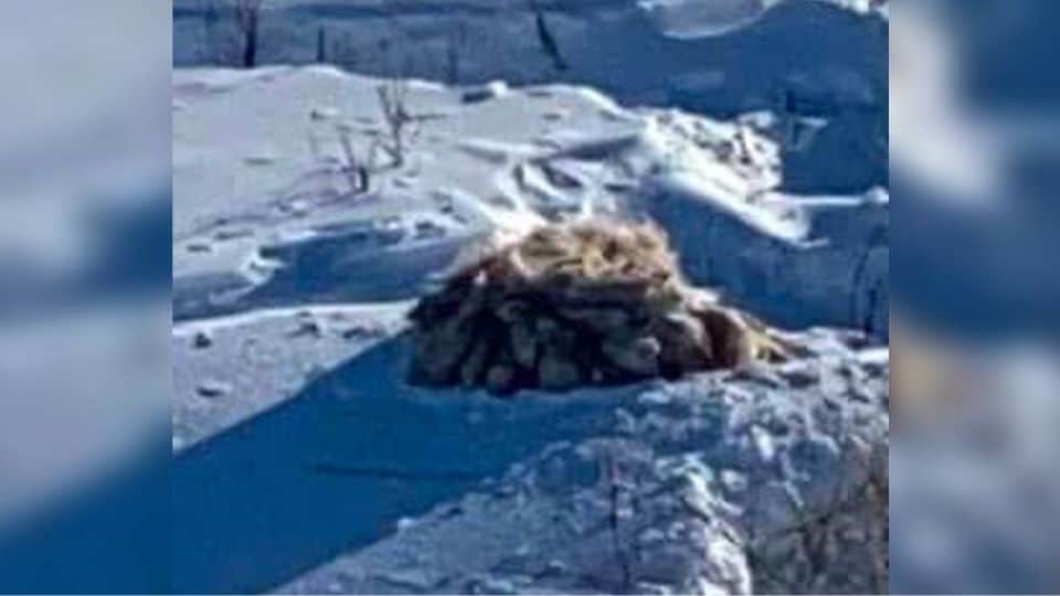 Rescuers Save Dog Buried in Ice After Winter Storm