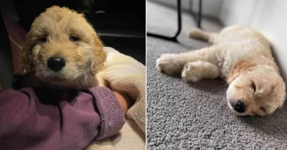 Vet Steps In To Save An Almost Euthanized Puppy Due To A Birth Defect