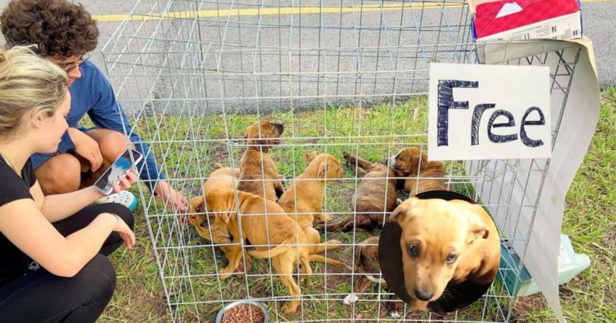 Kindhearted Man Rescues Seven Abandoned Puppies In The Parking Lot with a ‘Free’ Sign