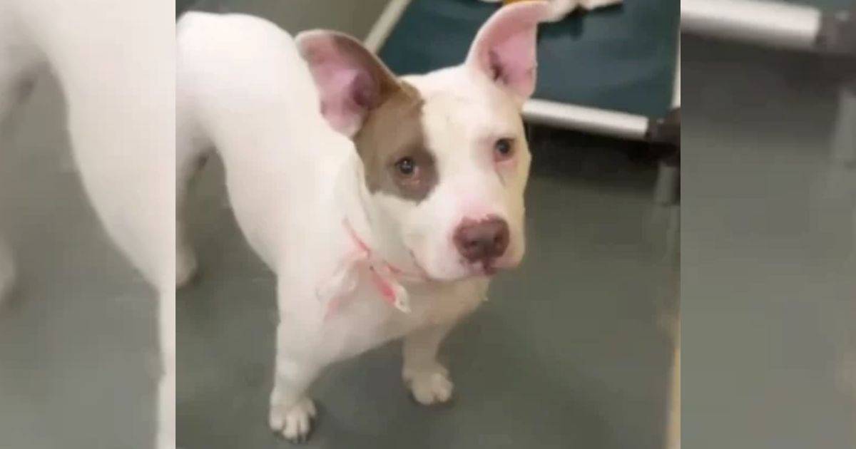 From Longest Resident to Happily Ever After: Larkin’s Heartwarming Journey