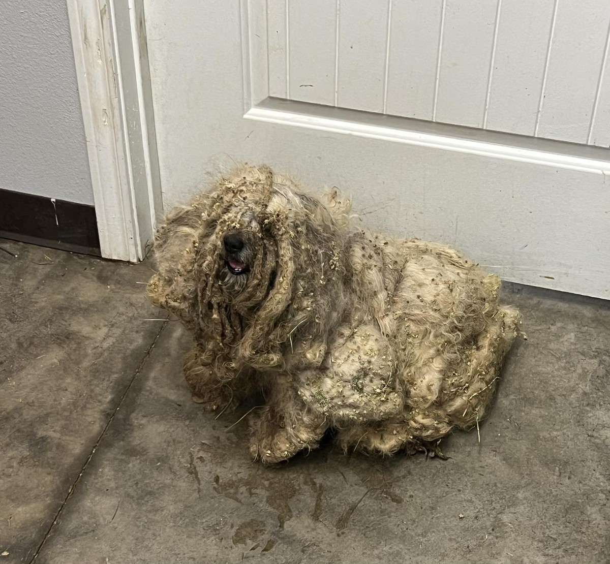 A Heart Breaks For The Dog Who Couldn’t Tell His Head From His Tail Through Five Years Of Matted Neglect