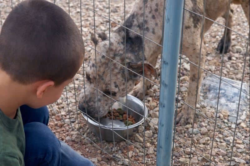 Neglected Dog Survived the Heat Thanks to a Child’s Kind Heart