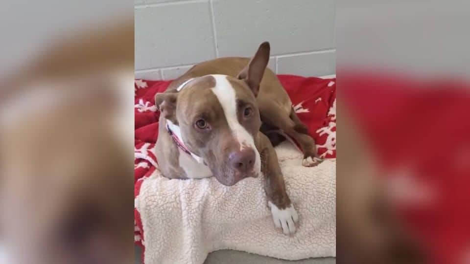 After 1400 Days In Shelter, Arizona Finally Finds Her Forever Family