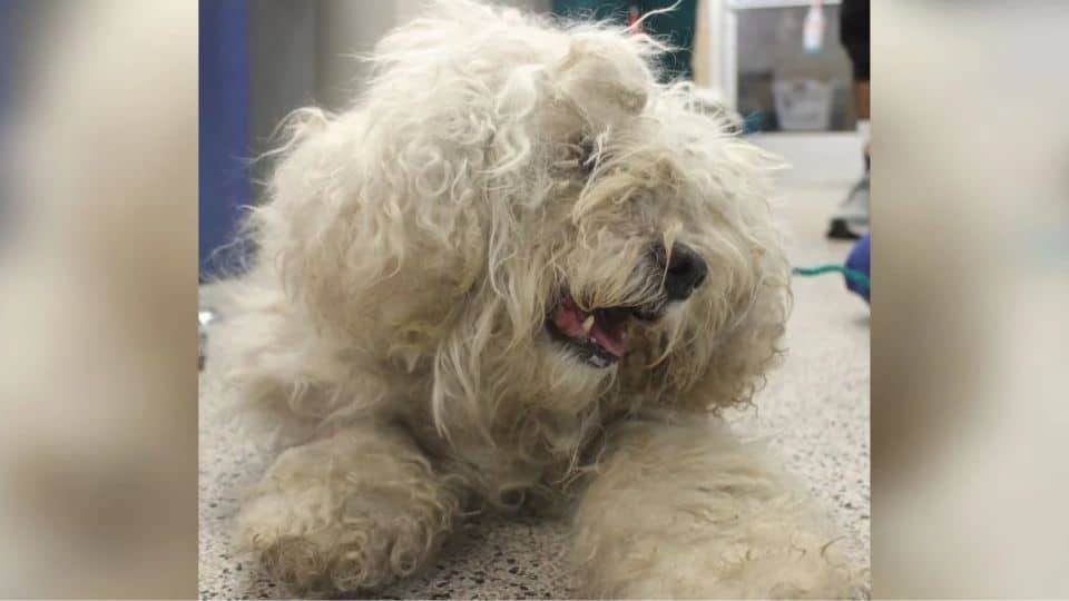 15-Year-Old Dog Left At Shelter Transforms Into A Puppy Again In A Forever Home