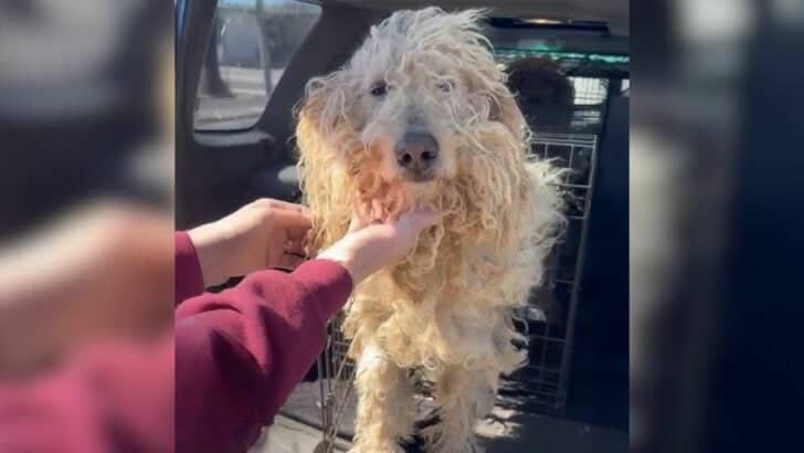 Severely Matted Dogs Rescued Just In Time As A Heartwarming Surprise Unfolds