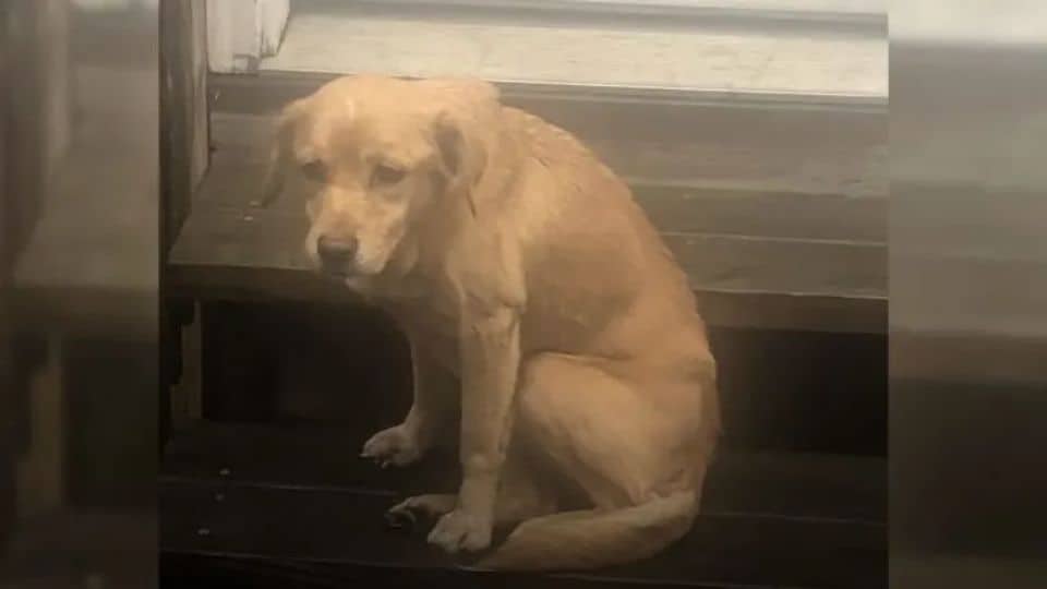 Philadelphia Family Woke Up At 4 A.M. To Find A Furry Stranger In Their Living Room