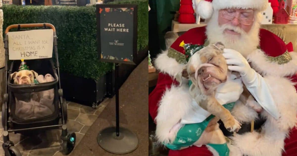 Tiny Rescue Bulldog Meets With Santa To Ask For A Home For Christmas