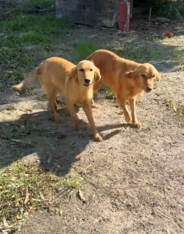 Golden Retriever Mama Left Behind In Empty House Guards Her Precious Secret
